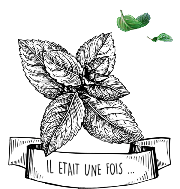 Huile Essentielle de Menthe Poivrée : Le Guide Complet par Olyaris